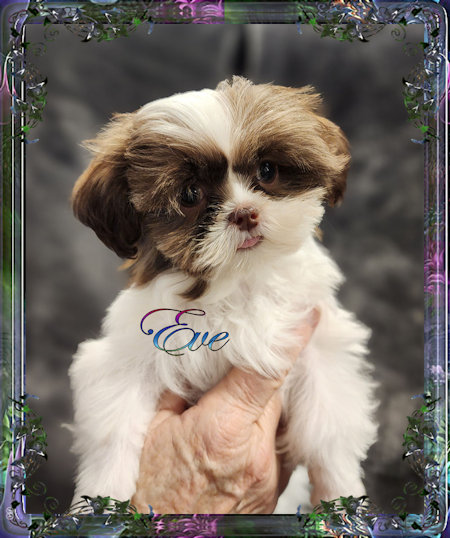 Tiny little female chinese imperial shih tzu puppies for sale teacup